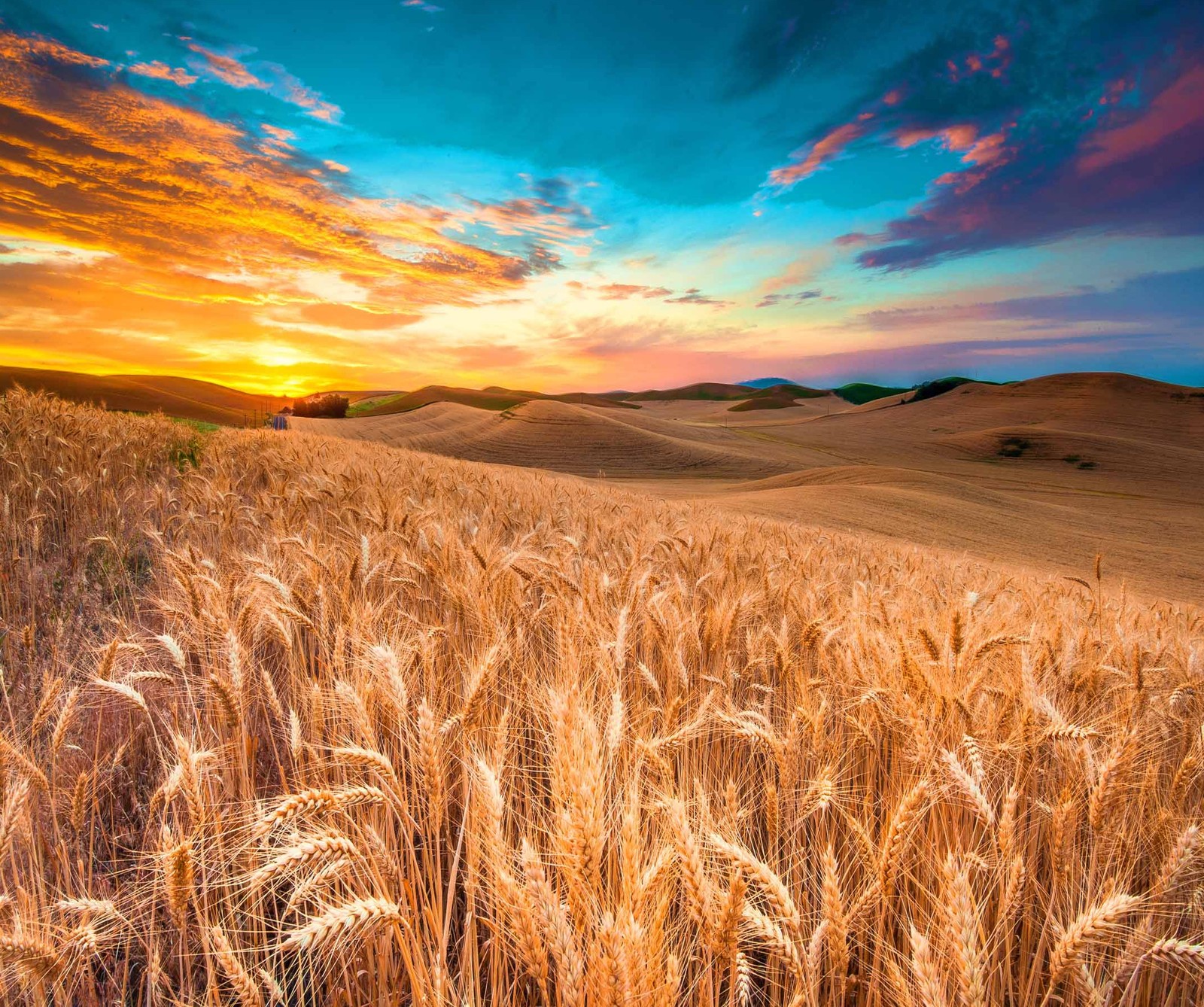 Un champ de blé au milieu d'un coucher de soleil (champs, paysage, nature, blé)