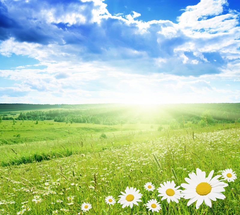 A close up of a field of flowers with the sun in the background (nature, sunflower)