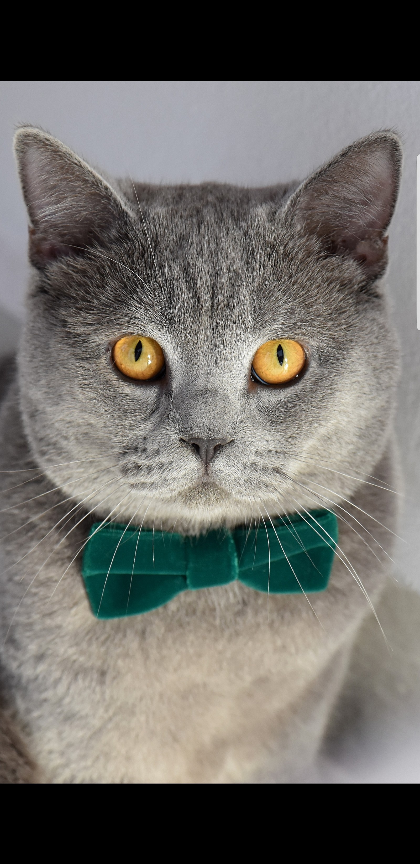 Hay un gato con una pajarita verde en el cuello (gatos, lindo)