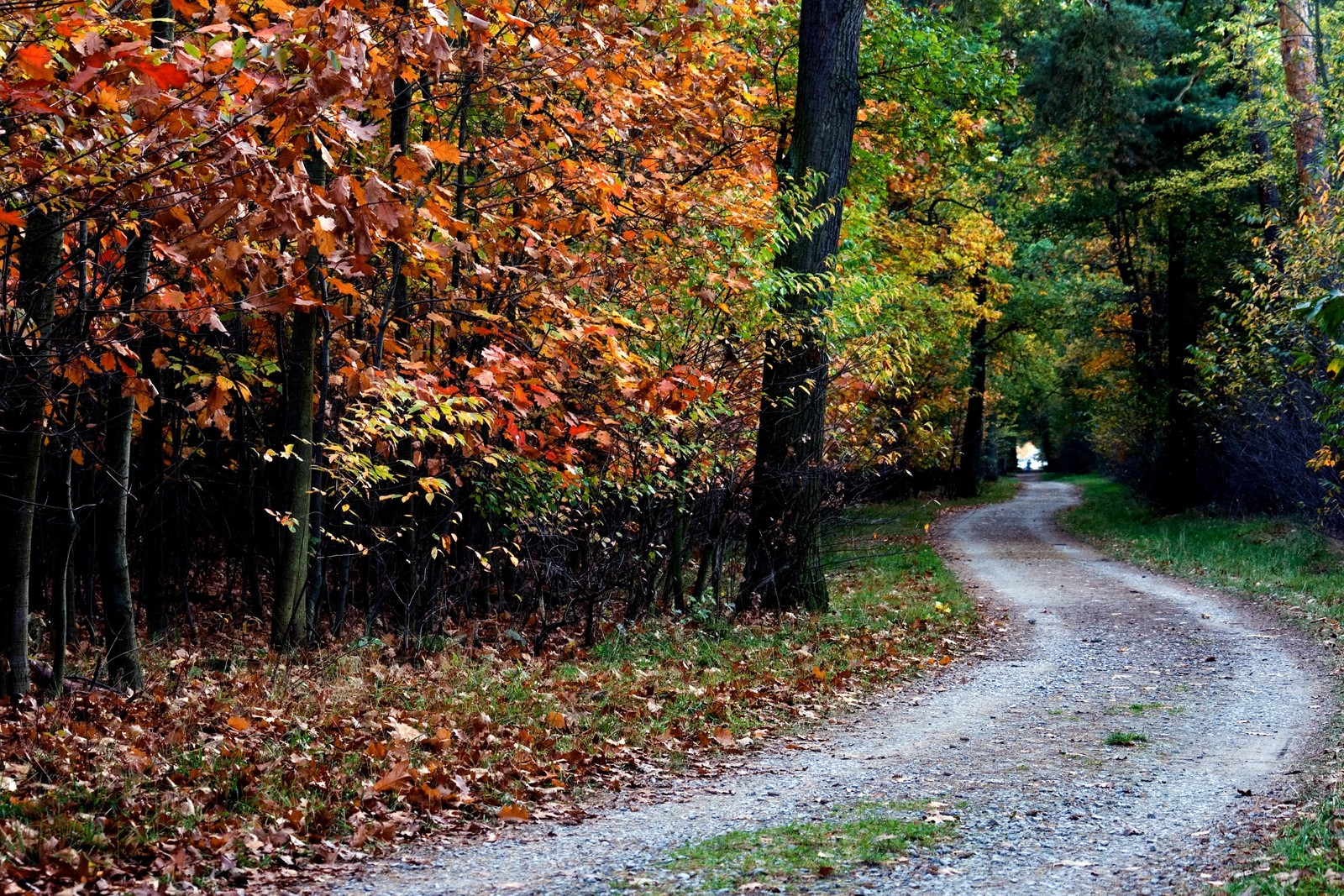 Hay un camino de tierra rodeado de árboles y hojas (árbol, hoja, otoño, naturaleza, caducifolio)