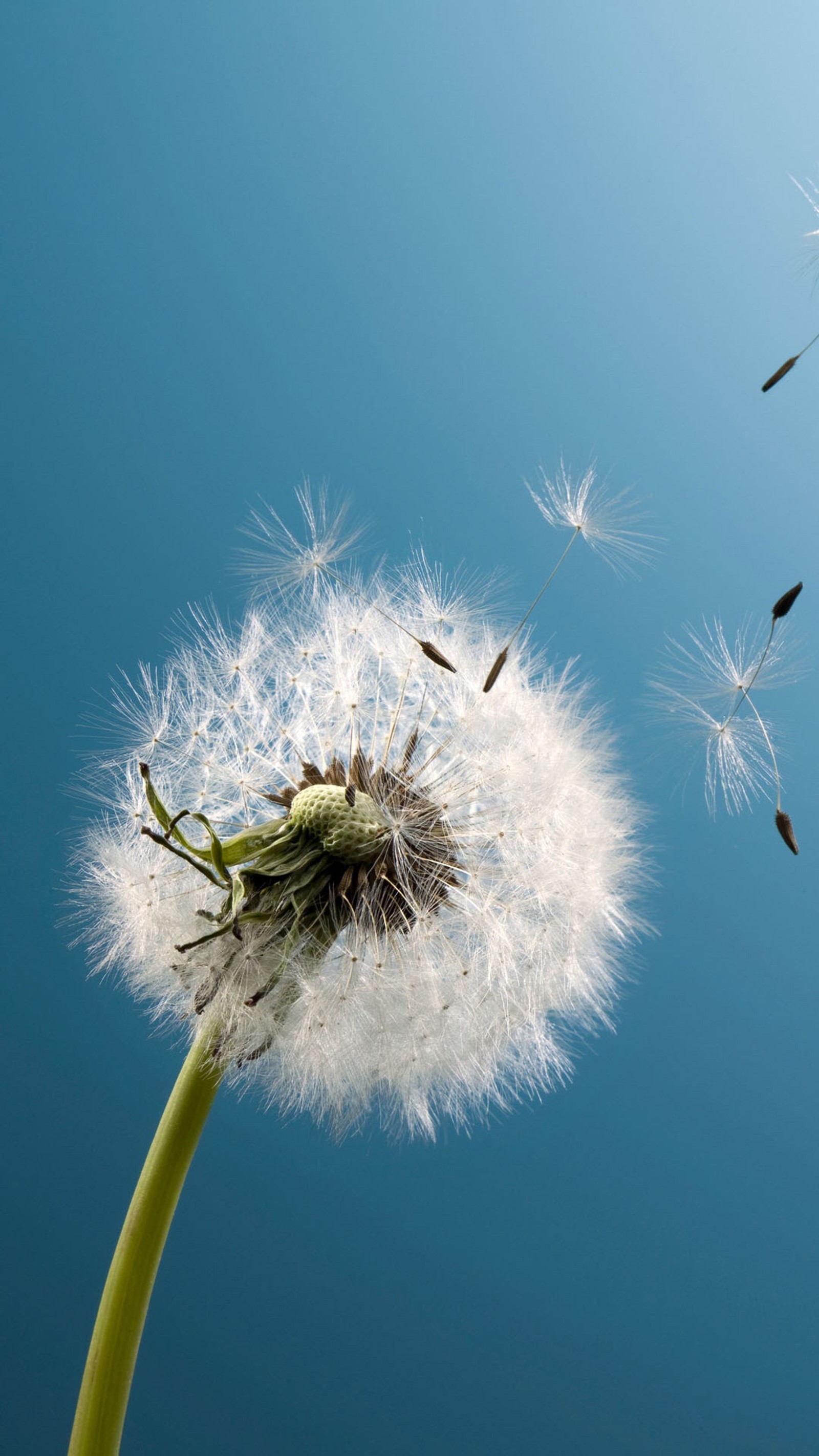 dandelion, flower, summer wallpaper