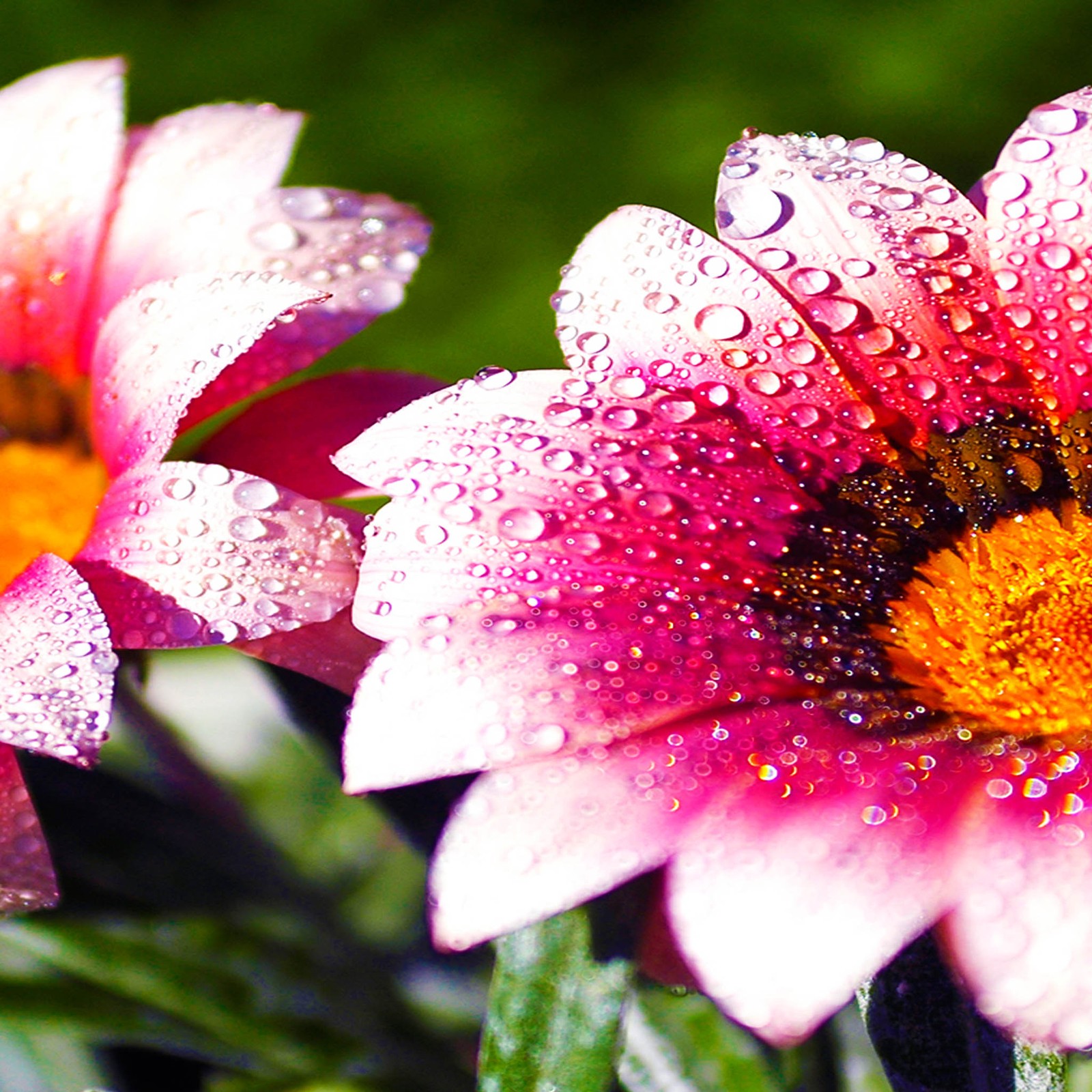 Hay dos flores rosas con gotas de agua sobre ellas. (hermoso, mejor, hd, ipad 3)