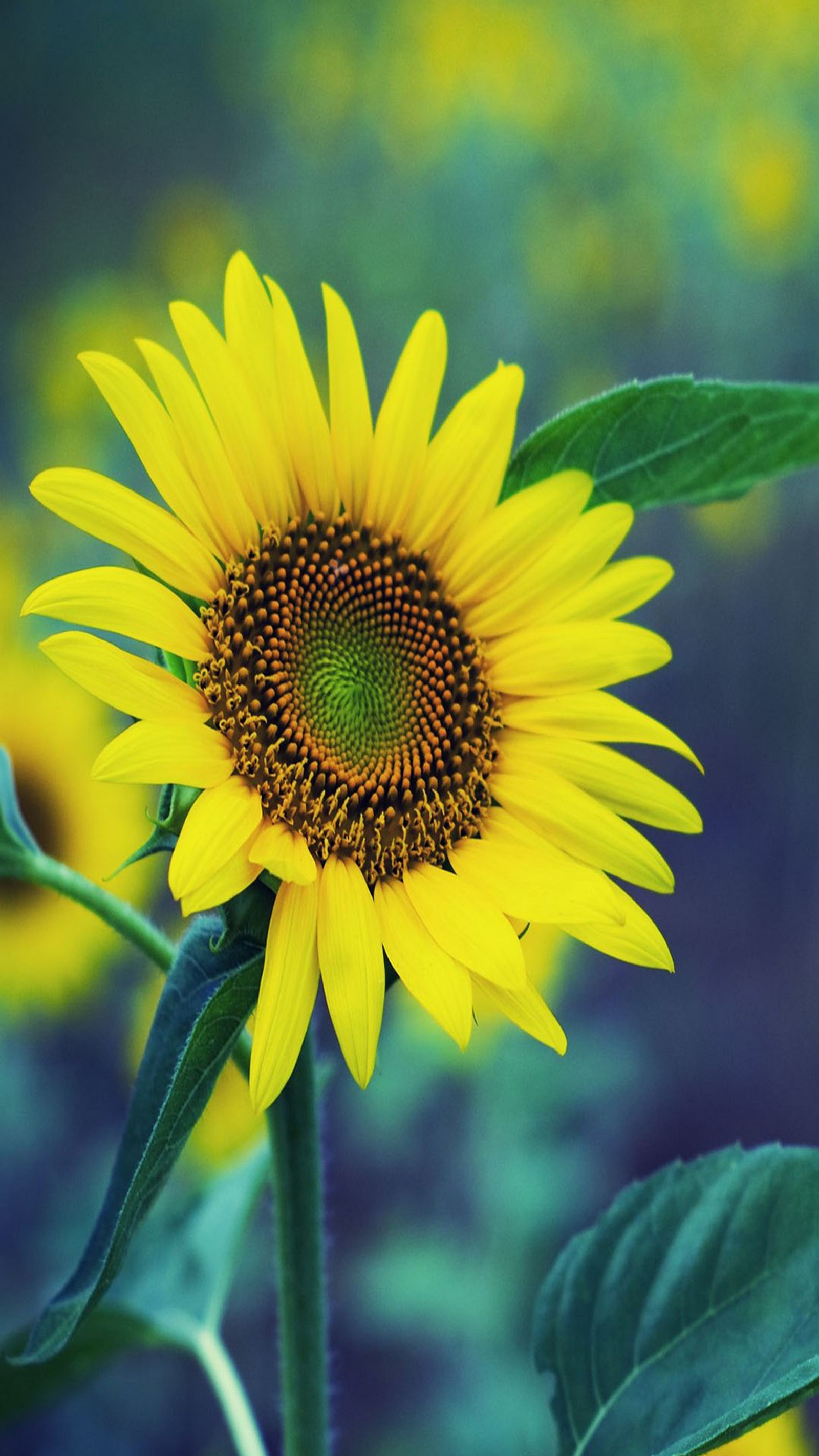 There is a yellow sunflower with a green center in a field (flower, sun)