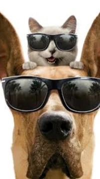 cats, dogs, funny wallpaper