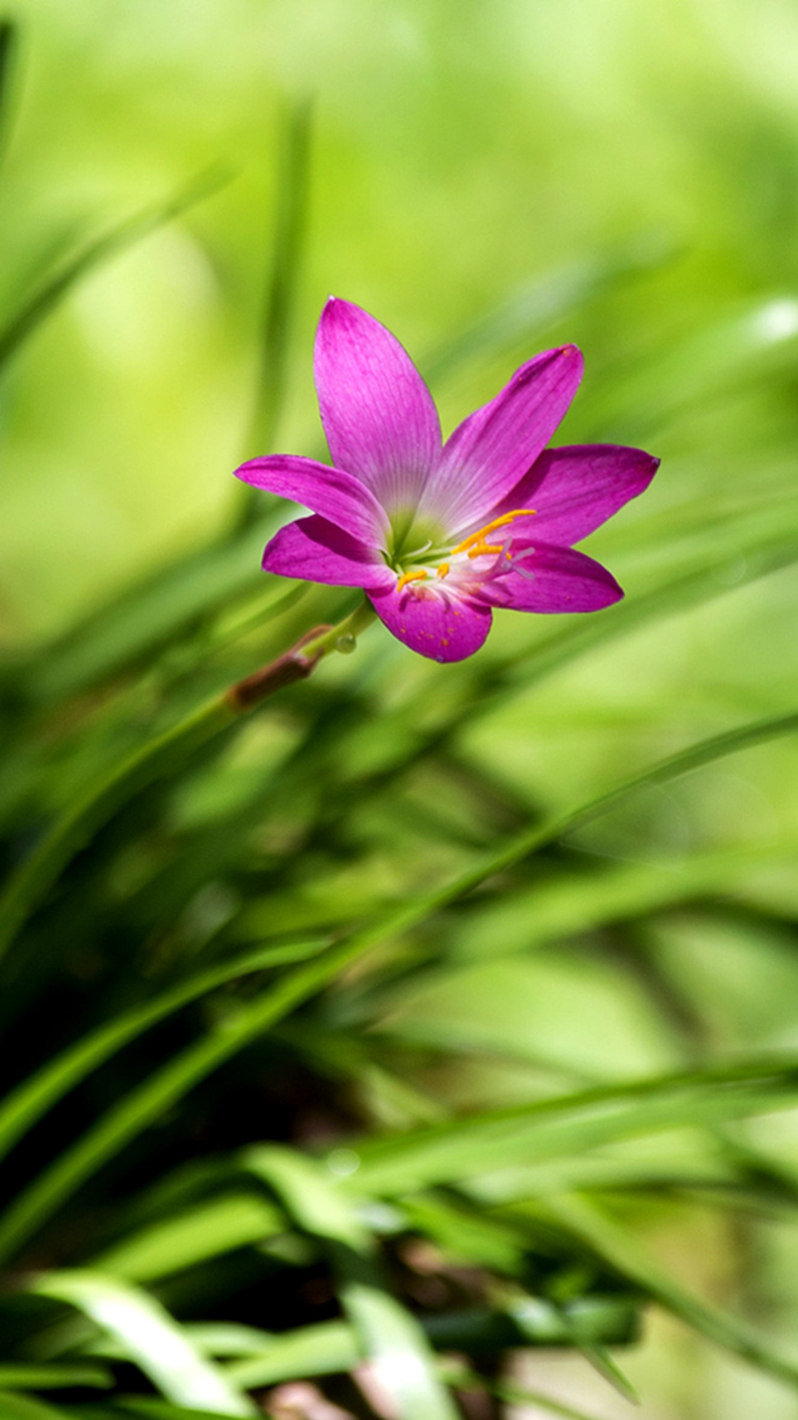 Una flor morada con hojas verdes en primer plano y un fondo borroso (flor, verano)