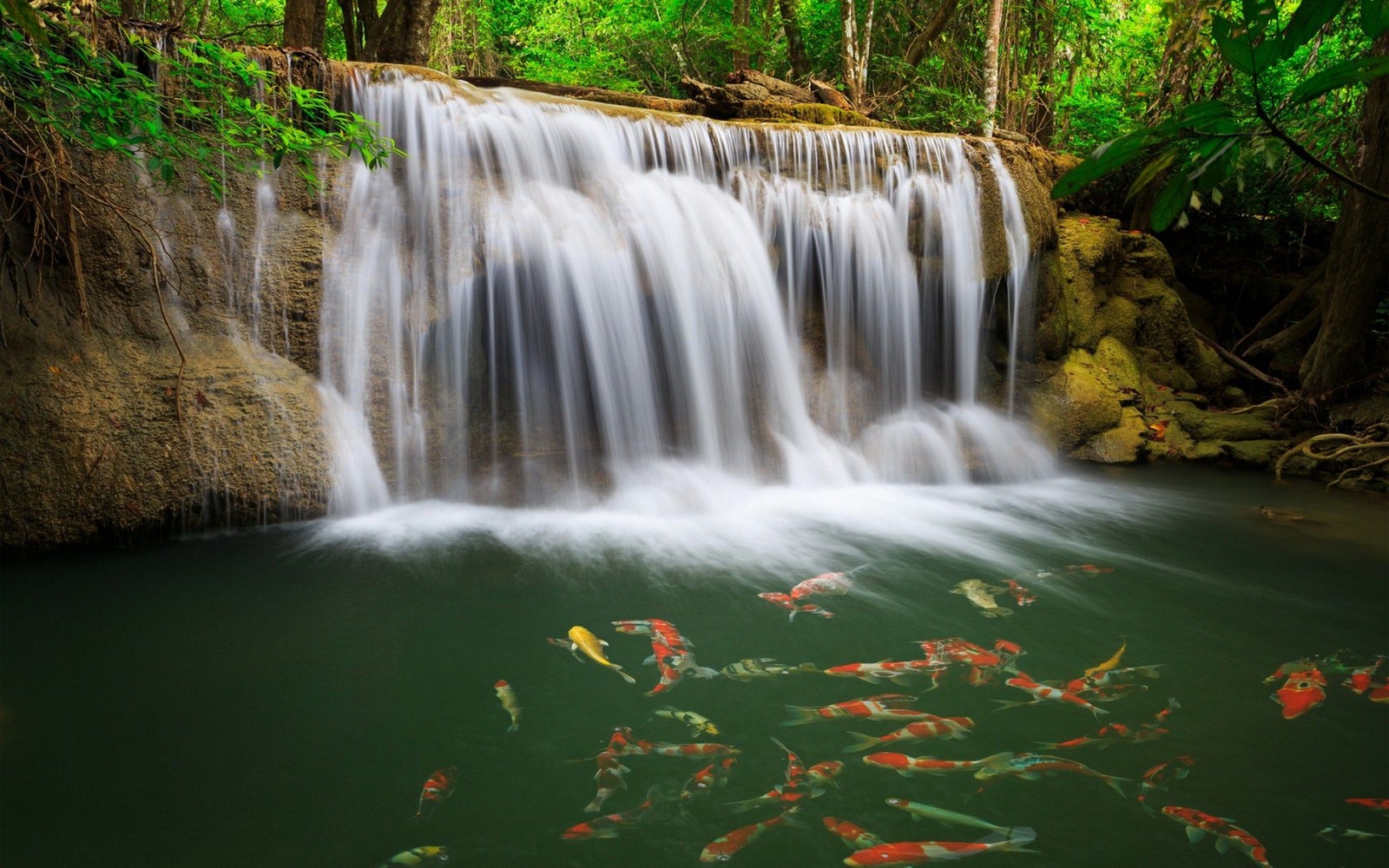 Ein wasserfall mit vielen fischen, die in einem wald darin schwimmen (wasserfall, naturschutzgebiet, wasserressourcen, gewässer, natur)