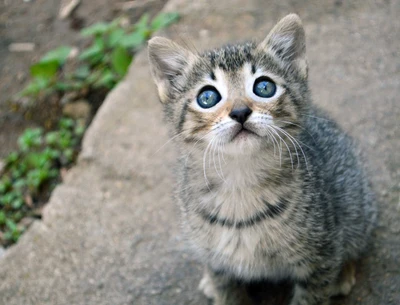 Adorables Tabby-Kätzchen mit Schnurrhaaren und leuchtend blauen Augen