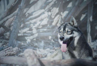 Husky siberiano relaxando em uma paisagem nevada