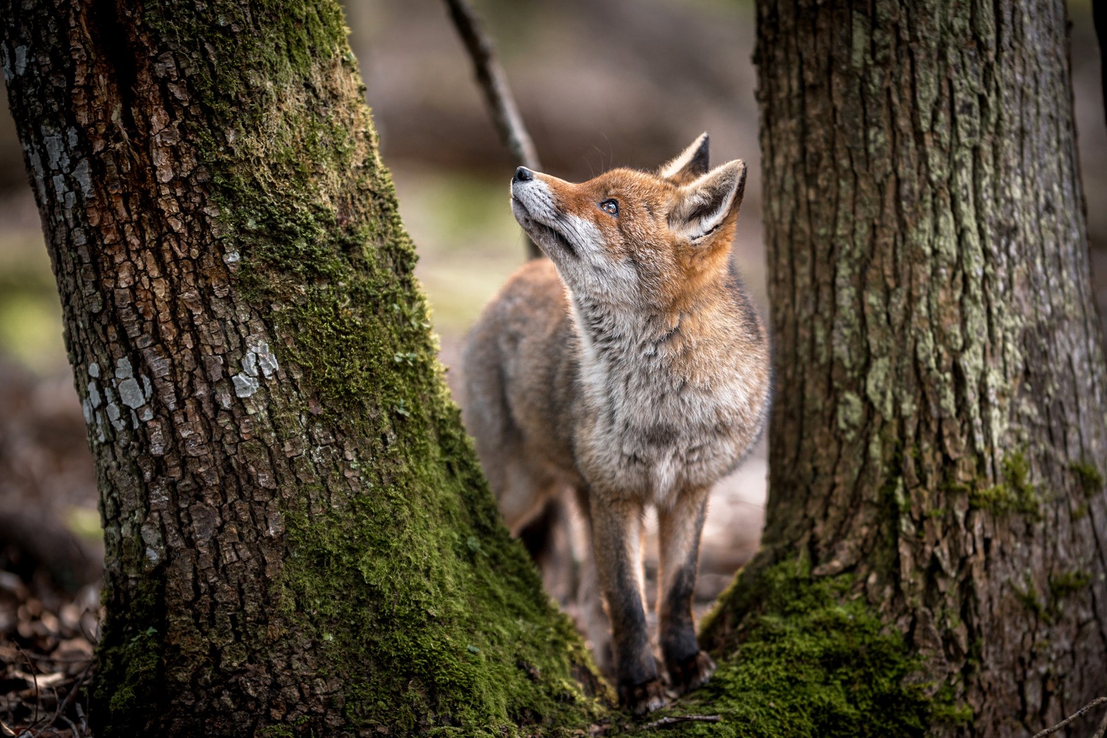 Ein fuchs steht im wald neben einem baum (fuchs, roter fuchs, der wolf, afrikanischer wildhund, canidae)