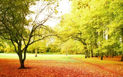 Arboleda de Otoño: Hojas Vibrantes y Paisaje Iluminado por el Sol