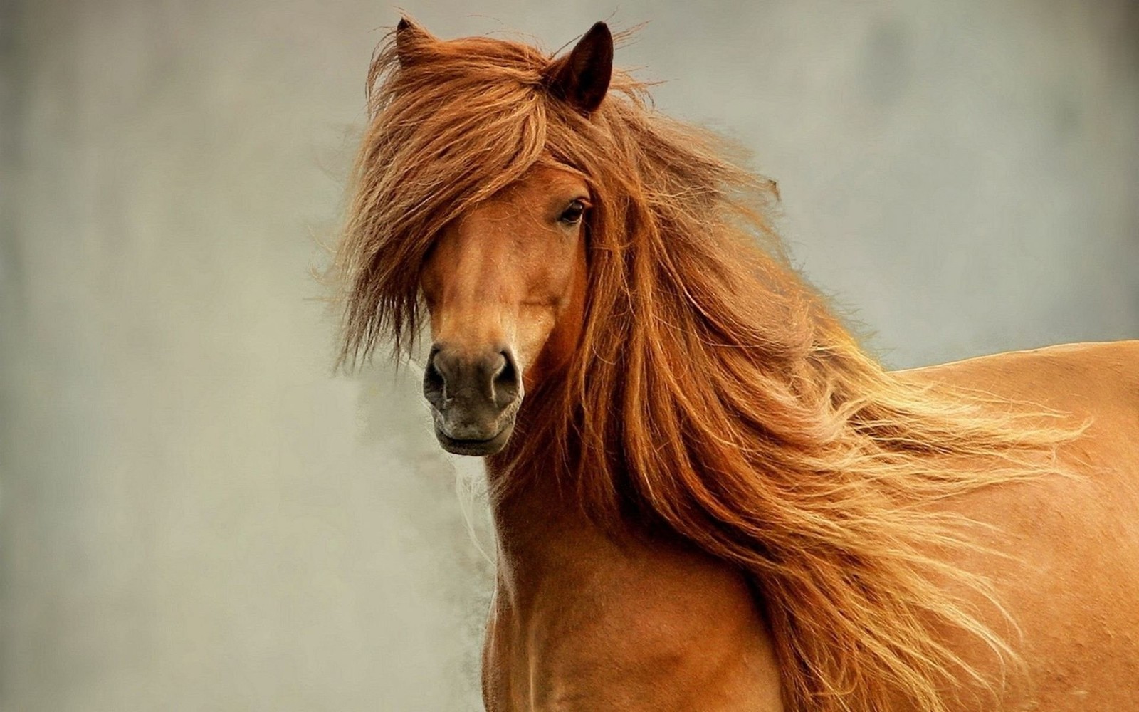 Ein braunes pferd mit langer mähne steht vor einer wand (haar, mähne, mustangpferd, hengst, schnauze)