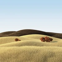 Campos de trigo vibrantes de verano bajo un cielo despejado