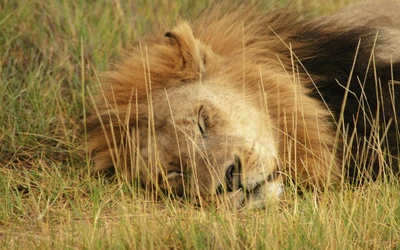 Majestic Masai Lion Resting in East African Grasslands