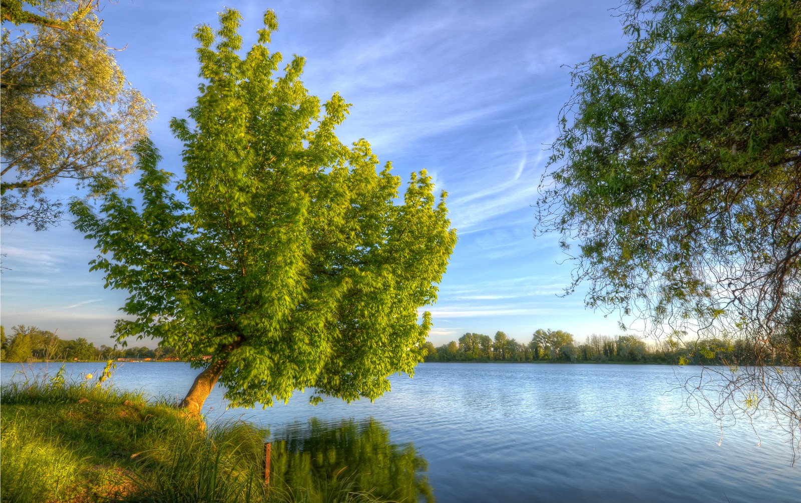 A view of a lake with a tree in the middle of it (tree, nature, water, reflection, bank)