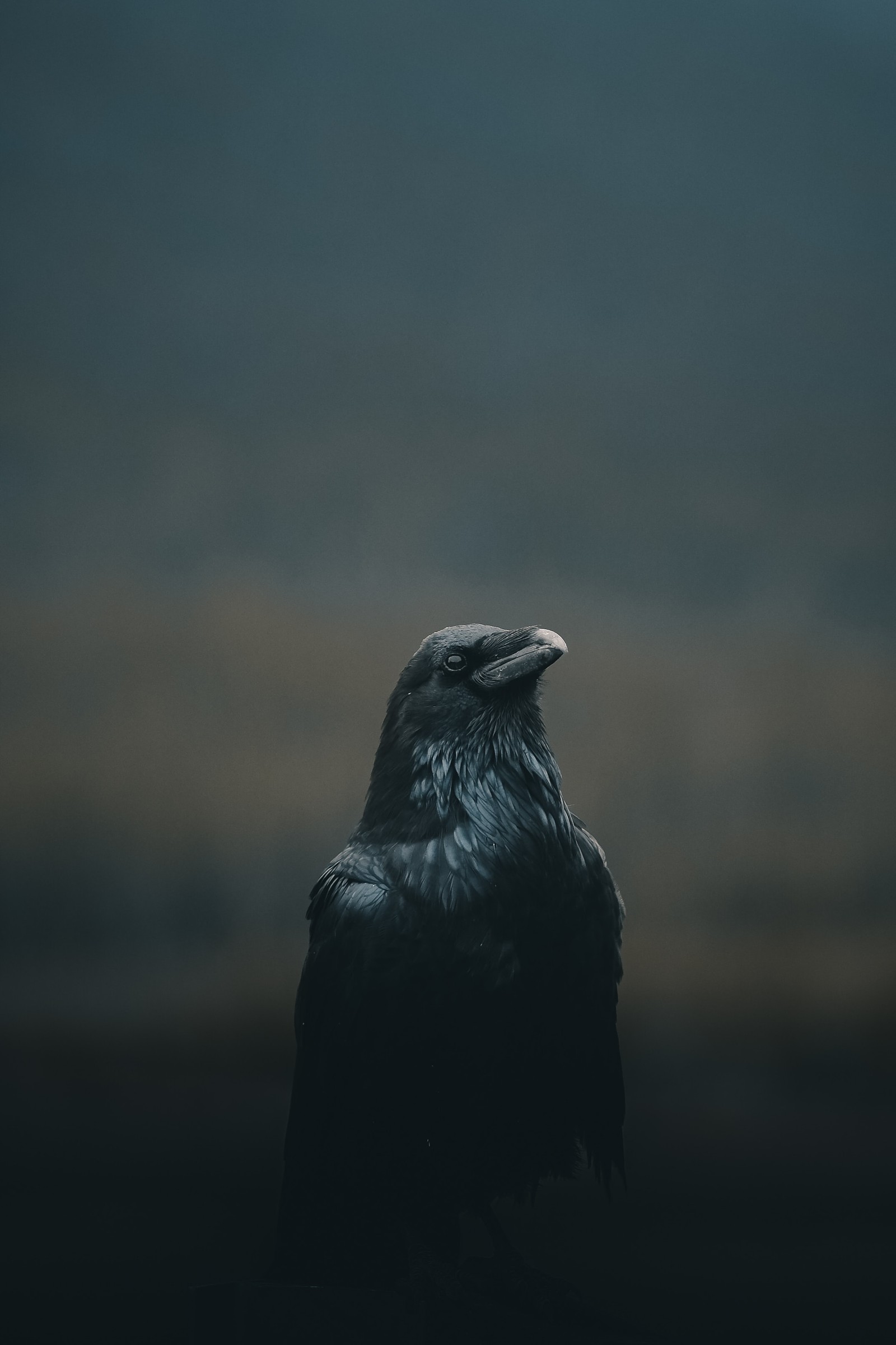 crow, raven, black, bird, darkness wallpaper