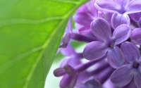 Macro view of lilac petals nestled among vibrant green foliage.