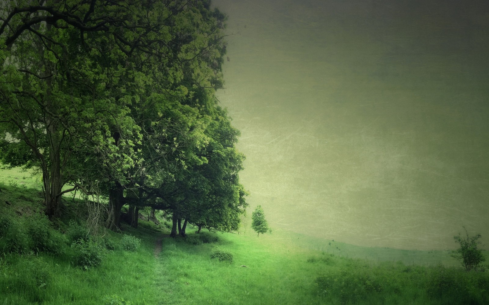 There is a green field with a bench and trees on it (green, nature, tree, vegetation, atmosphere)