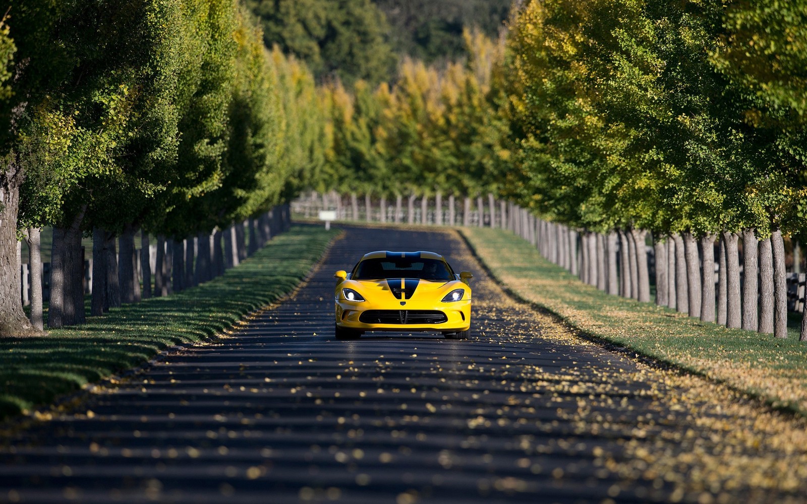 Крупный план желтого спортивного автомобиля, едущего по дороге (dodge viper, спортивный автомобиль, машина, желтый, асфальт)