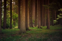 Forêt Conifère Tempérée Tranquille avec des Érables Majestueux