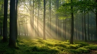 dichter wald, sonnenlicht, malerisch, 5k, sonnenstrahlen