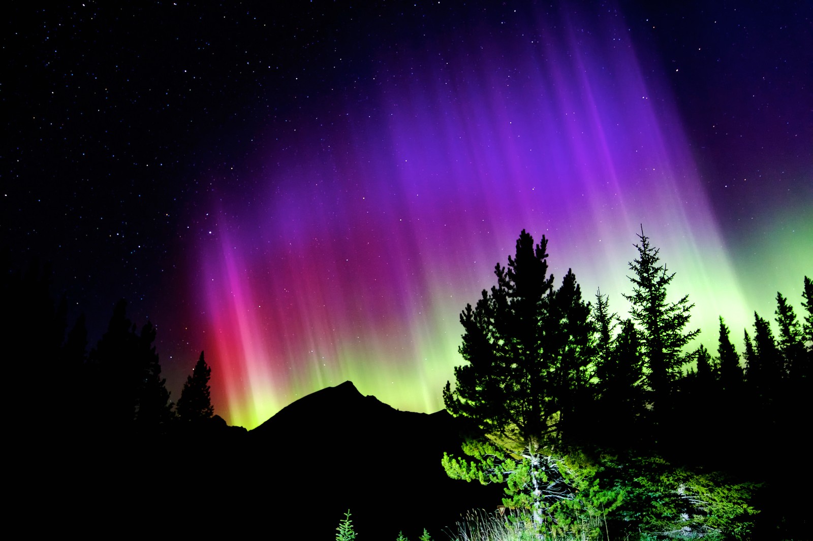 A close up of a tree with a bright aurora in the sky (night, aurora, nature, natural landscape, tree)