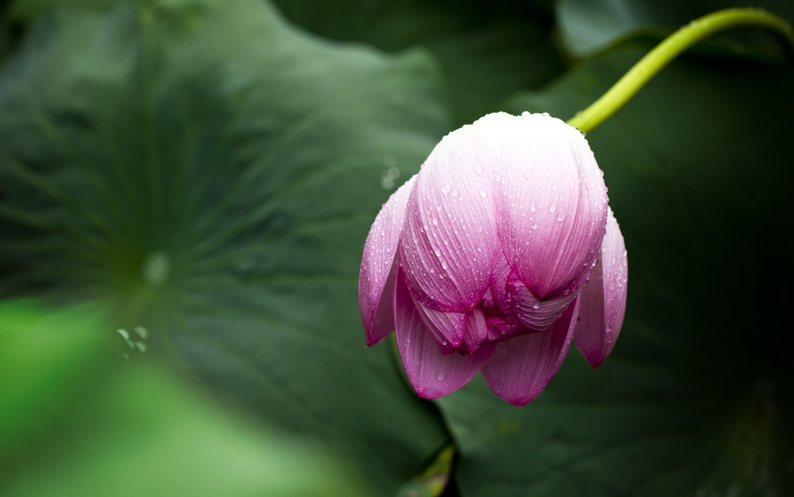 Una flor editada con pétalos rosas e um caule verde (flor, planta floreciendo, pétalo, planta, rosa)