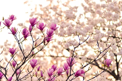 Flores de magnolia en la serenidad de la primavera