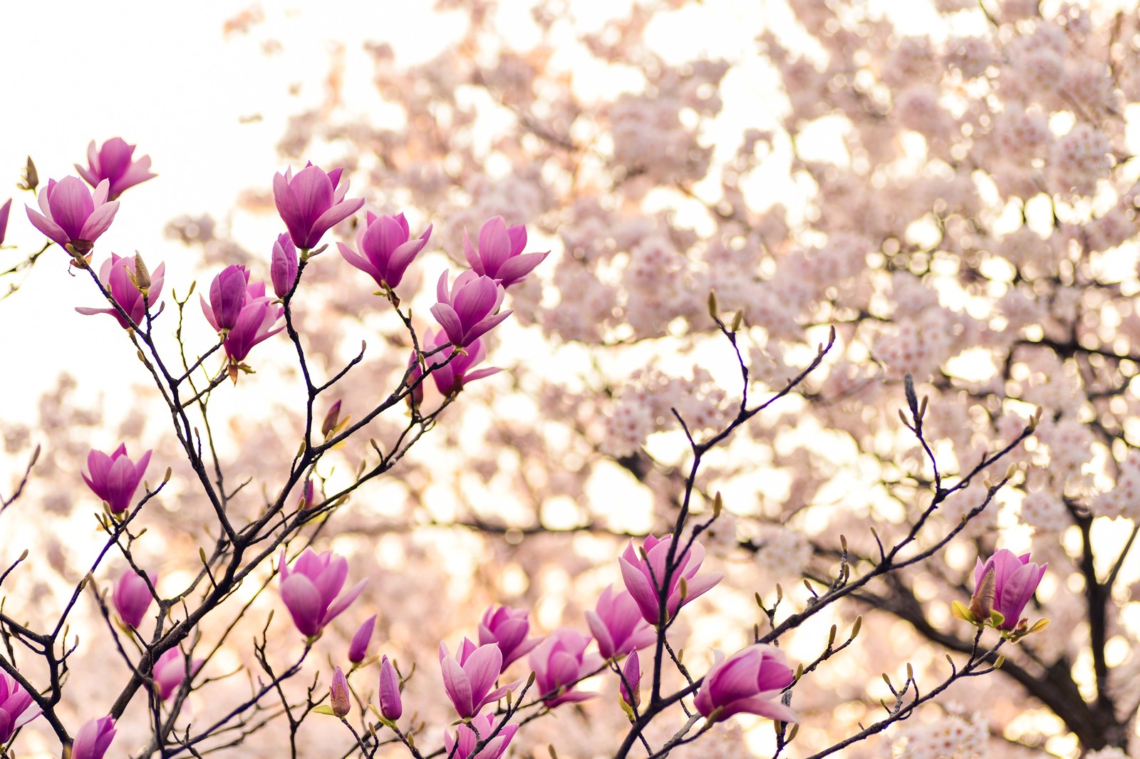 Des grappes de fleurs roses fleurissent sur un arbre (fleurs de magnolia, fleurs violettes, plante, branches, printemps)