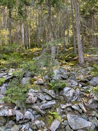 Bosque antiguo denso con lecho rocoso y vegetación exuberante