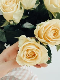 Delicate bouquet of soft yellow garden roses, showcasing intricate petals and lush green leaves, held gently in a hand.