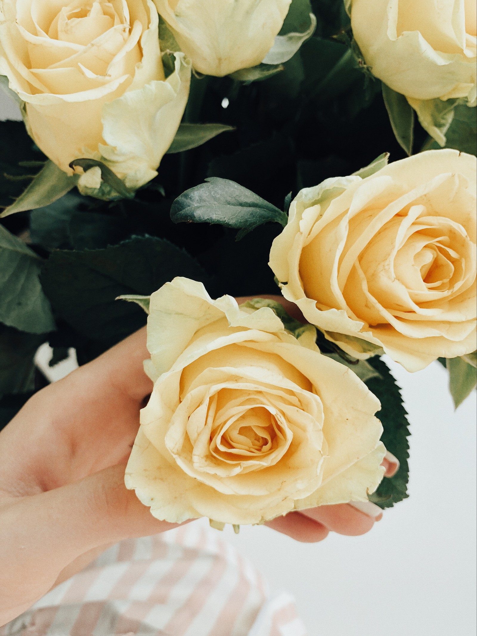 Someone holding a bouquet of yellow roses in their hand (garden roses, floral design, cut flowers, wedding, cabbage rose)