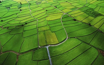 Üppige grüne Landschaft: Luftaufnahme von landwirtschaftlichen Flächen und Flickenteppichfeldern