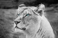 Majestuoso león blanco con impactantes ojos azules