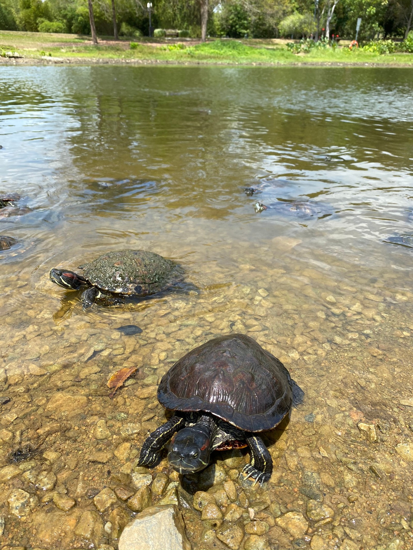 Há duas tartarugas sentadas na água (tartaruga, natureza, recursos hídricos, réptil, banco)