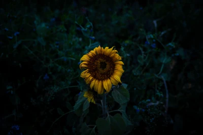 Tournesol solitaire dans un paysage assombri