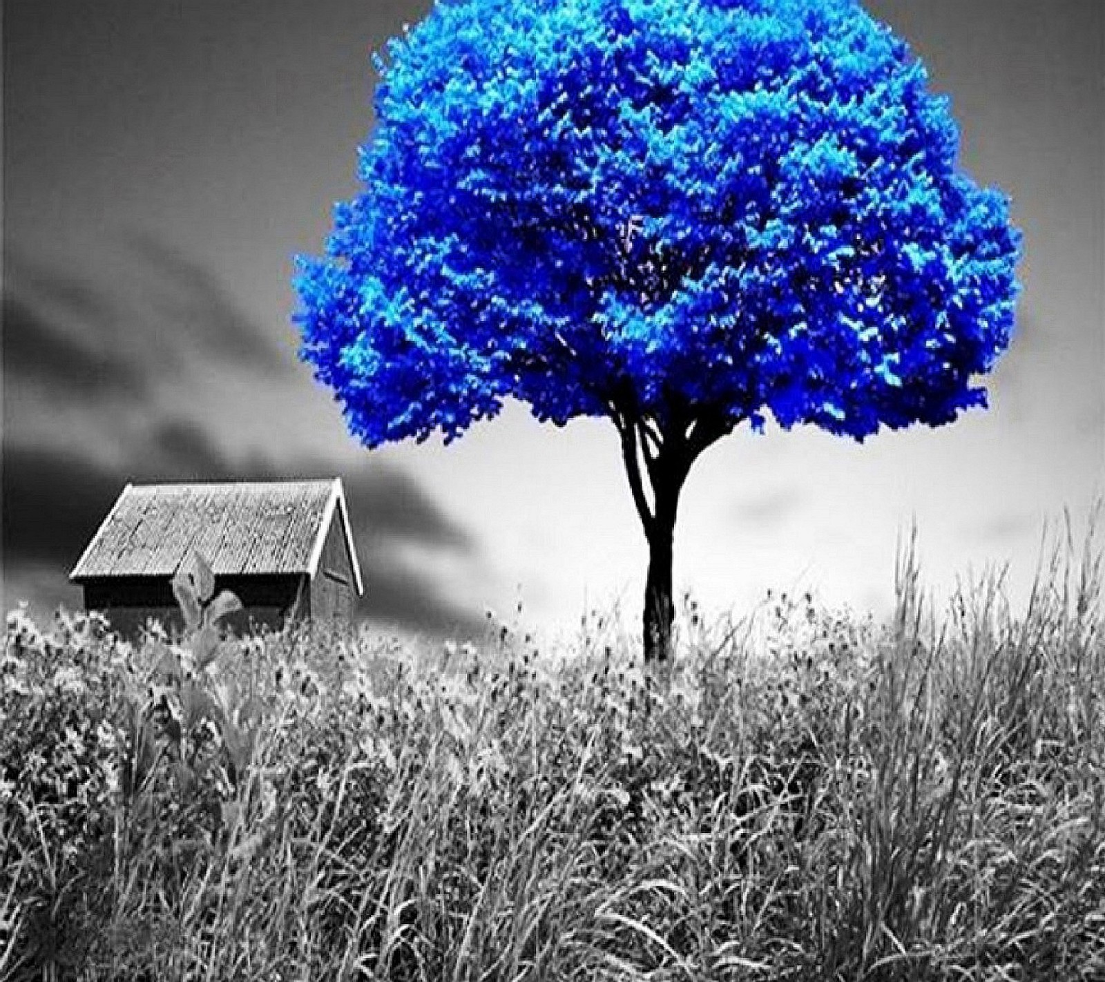 A close up of a tree with a house in the background (nature)