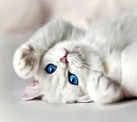 cat, white wallpaper