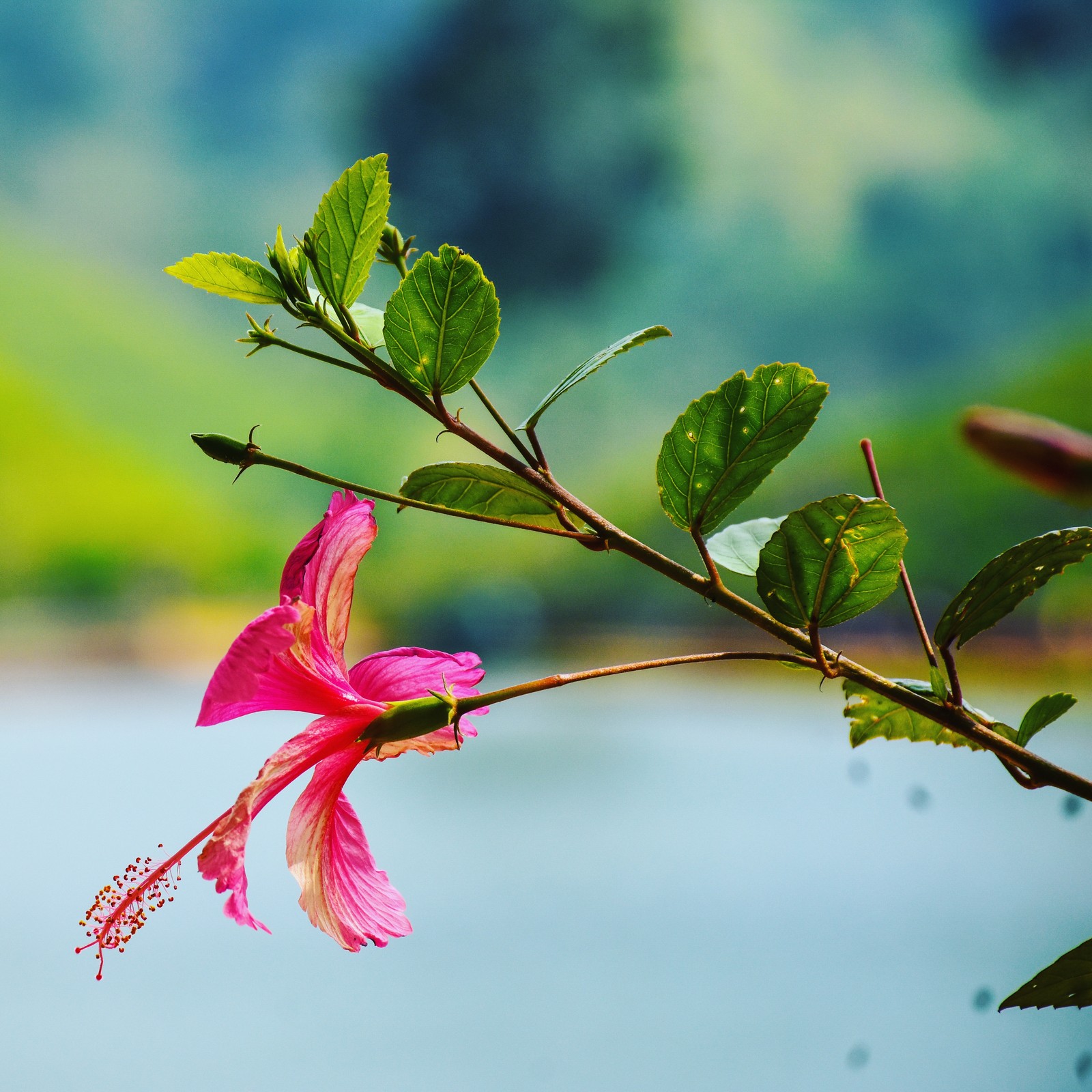 There is a pink flower that is on a branch near the water (flower red, red)