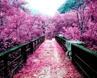 autumn, blossom, bridge, cherry, fallen