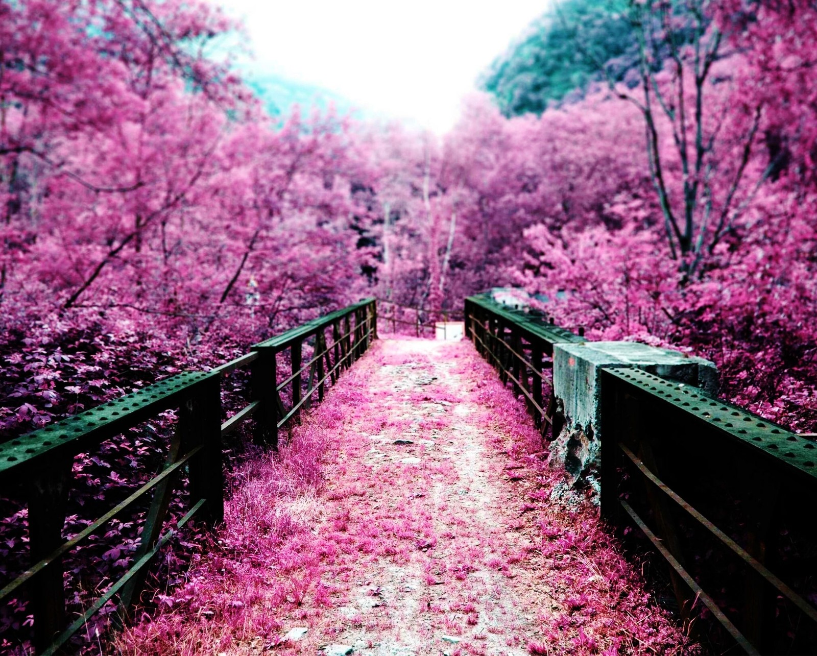 Il y a un pont qui a un chemin rose qui le traverse (automne, floraison, pont, cerise, tombé)