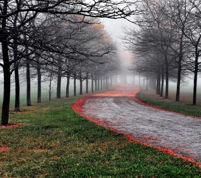 neblig, natur, straße, bäume