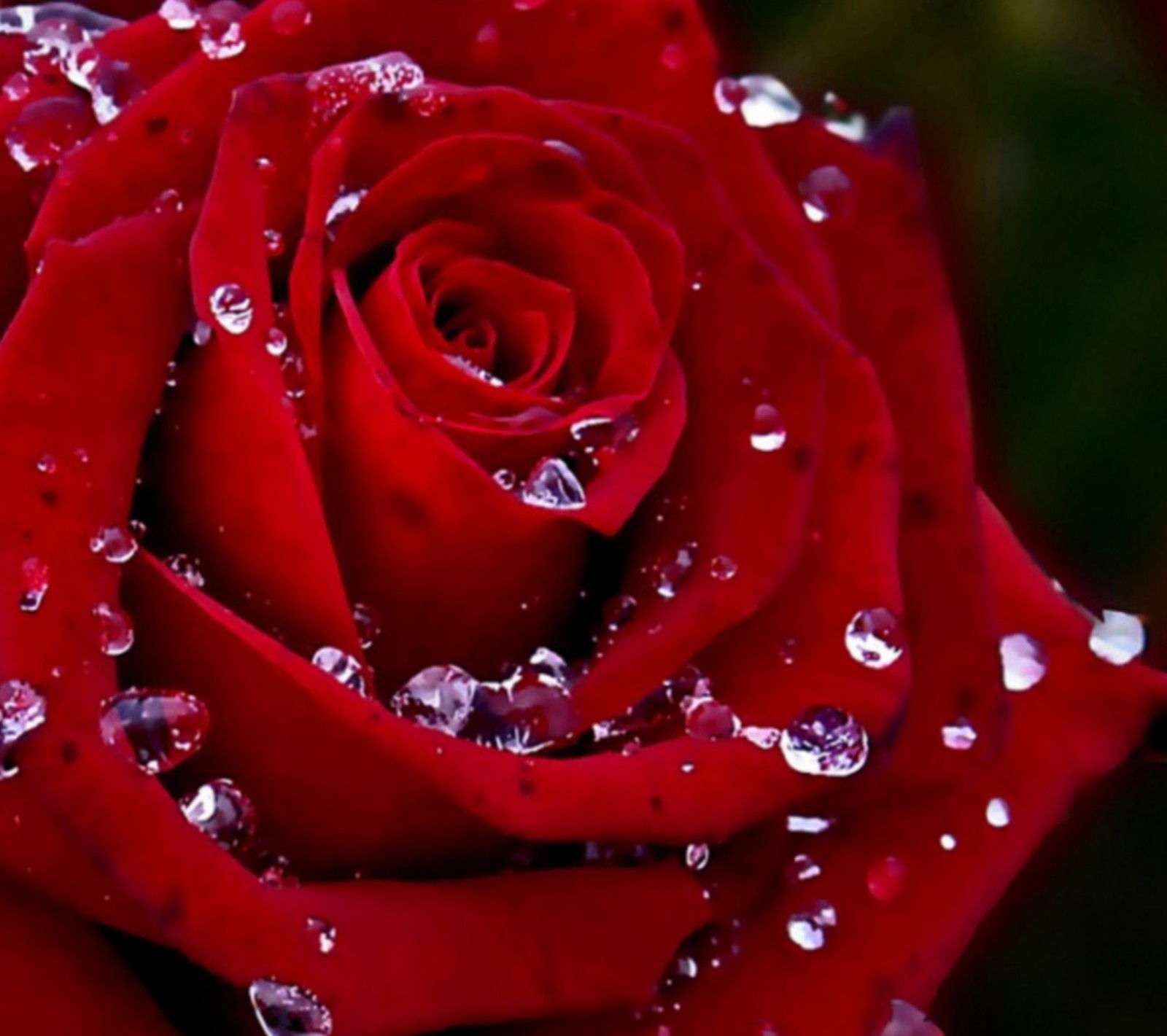 Eine nahaufnahme einer roten rose mit wassertropfen darauf (geburtstag, dew rain, blumen, garten, liebe)