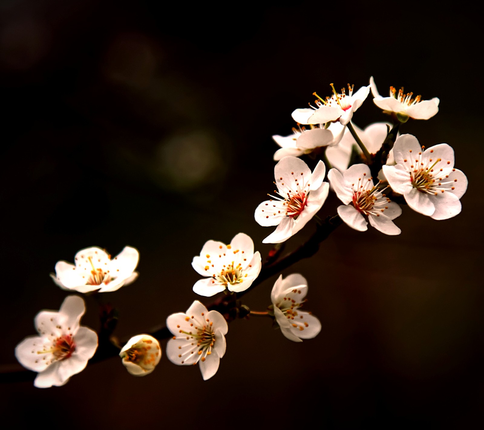 Descargar fondo de pantalla flores, primavera