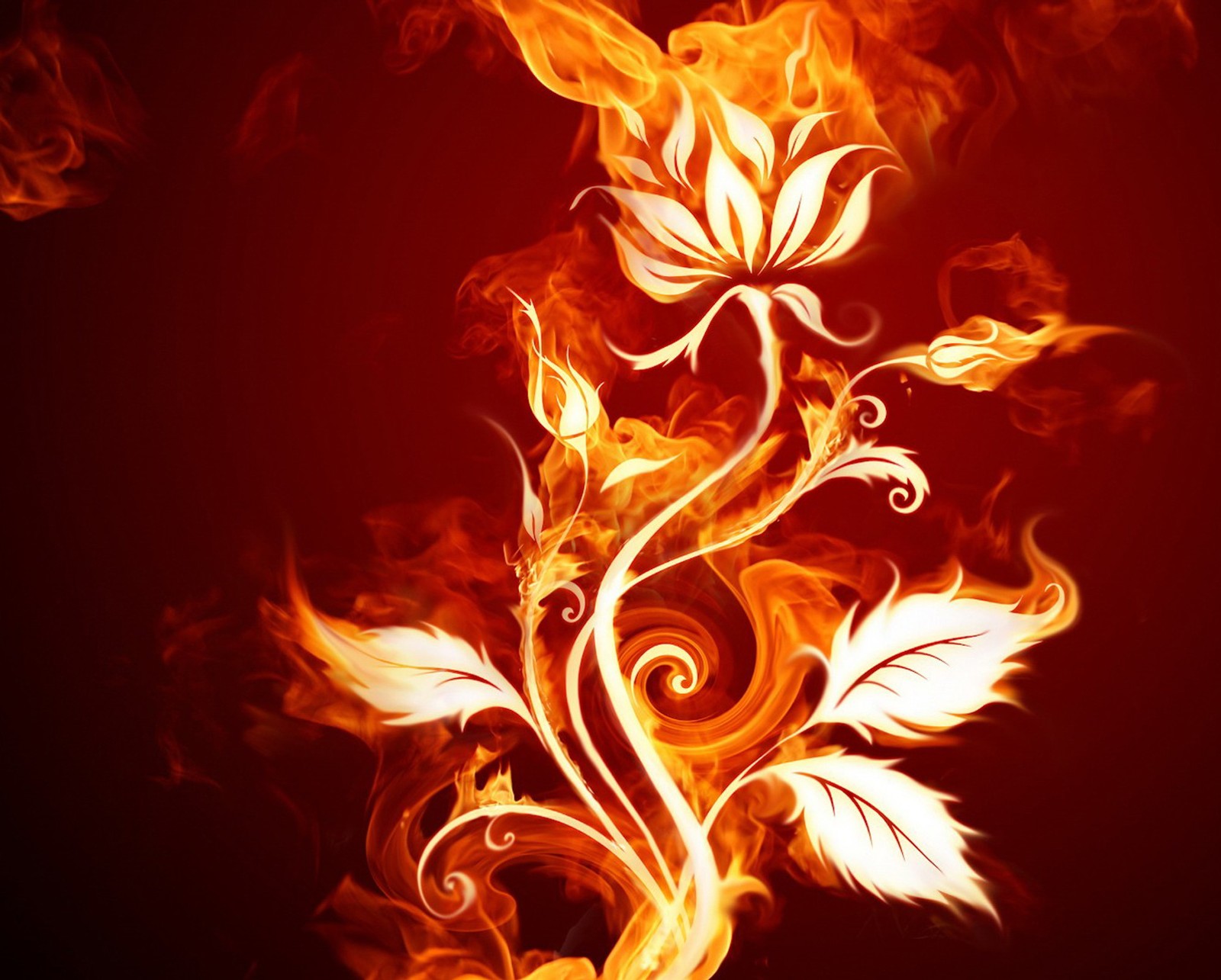 A close up of a flower with flames on a red background (fire, flower, red)