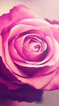 flower, nature, rose wallpaper