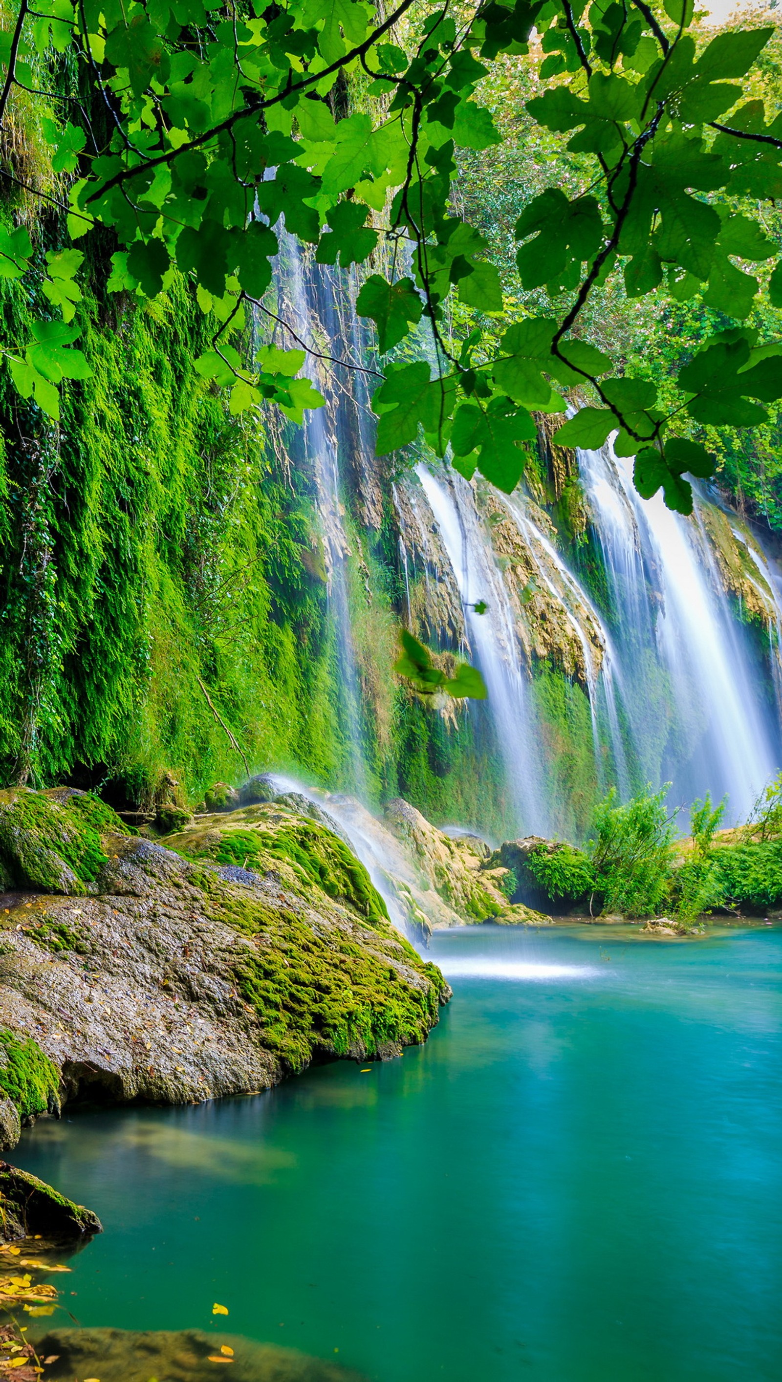 Une cascade dans la jungle avec des feuilles vertes et de l'eau (forêt, nature, eau, la cascade)