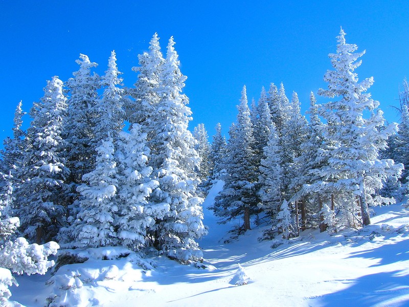 Панорамный вид на снежный лес с голубым небом (пейзаж, природа, зима)