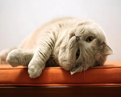 Gatinho cinza brincalhão relaxando em uma almofada laranja