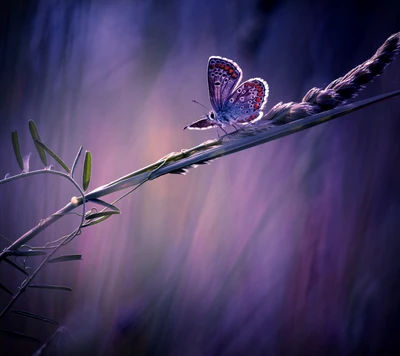 butterfly, spring