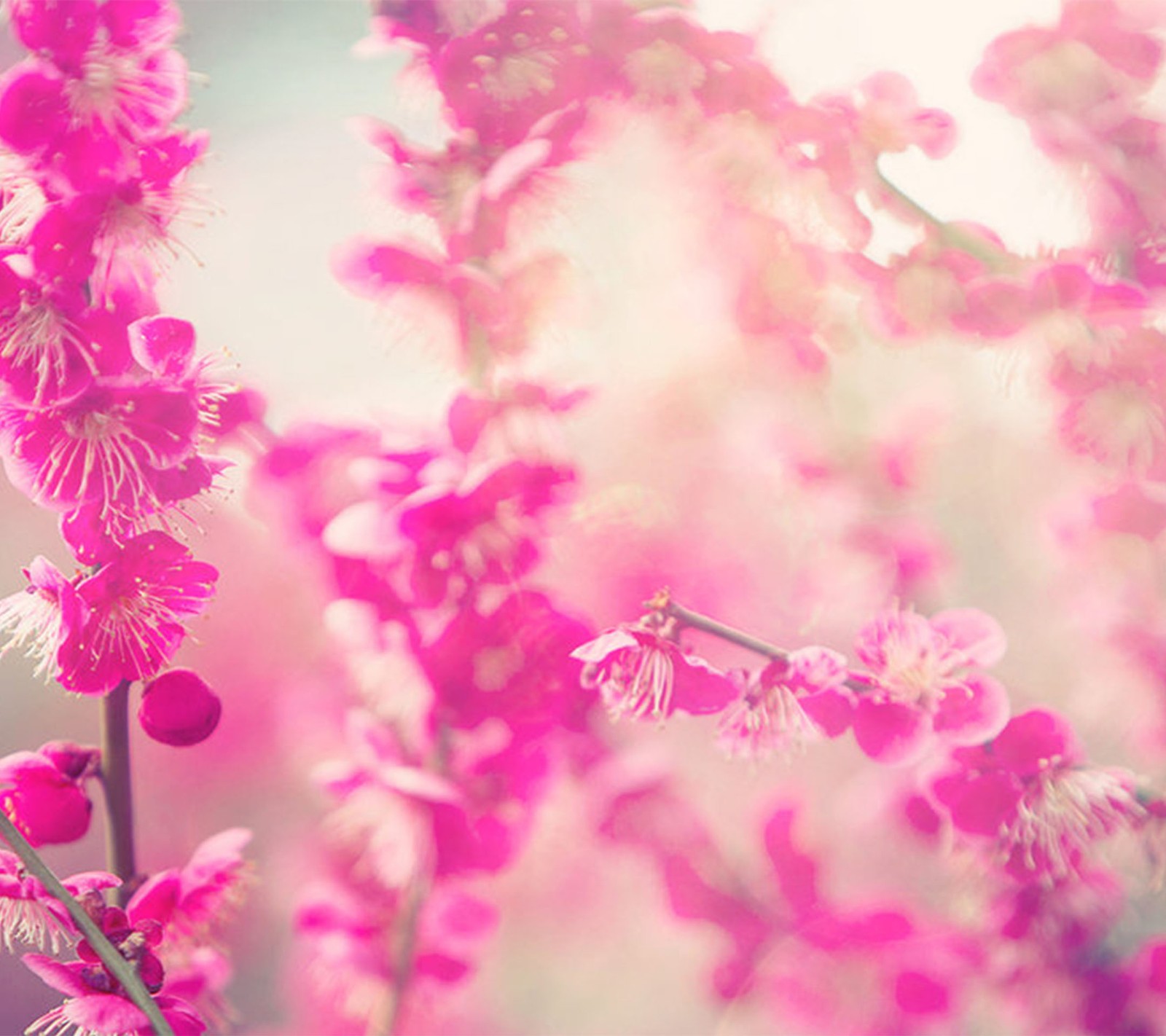 Hay una flor rosa que está creciendo en un árbol (flores, rosa)